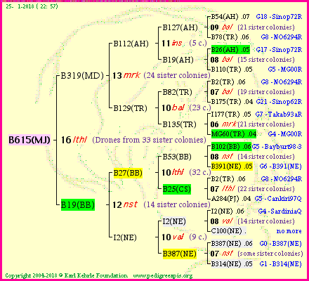 Pedigree of B615(MJ) :
four generations presented