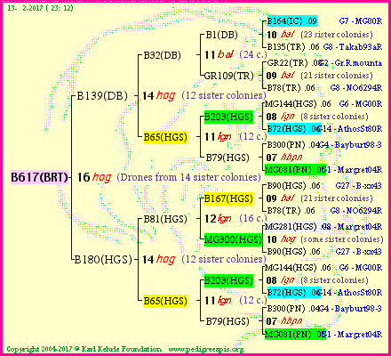 Pedigree of B617(BRT) :
four generations presented