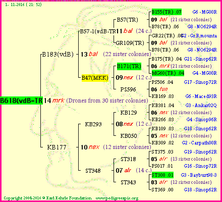 Pedigree of B618(vdB-TR) :
four generations presented