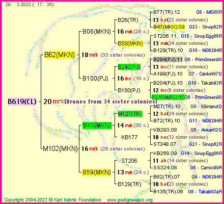 Pedigree of B619(CL) :
four generations presented
it's temporarily unavailable, sorry!