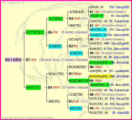 Pedigree of B61J(BS) :
four generations presented