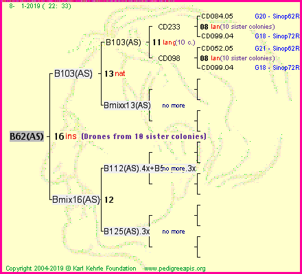 Pedigree of B62(AS) :
four generations presented<br />it's temporarily unavailable, sorry!