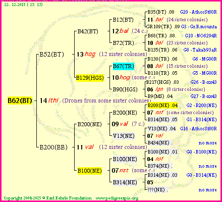 Pedigree of B62(BT) :
four generations presented