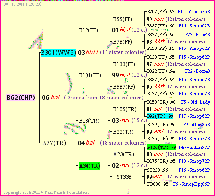 Pedigree of B62(CHP) :
four generations presented