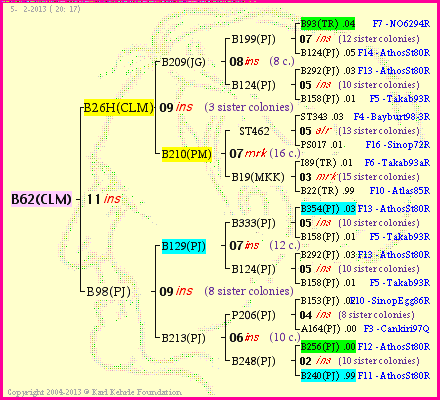 Pedigree of B62(CLM) :
four generations presented