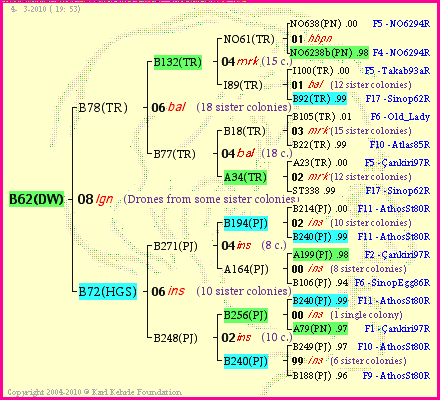 Pedigree of B62(DW) :
four generations presented