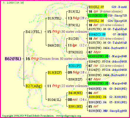 Pedigree of B62(FBL) :
four generations presented