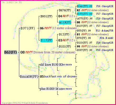 Pedigree of B62(FF) :
four generations presented