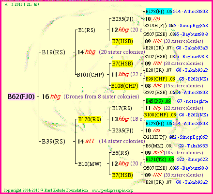 Pedigree of B62(FJO) :
four generations presented