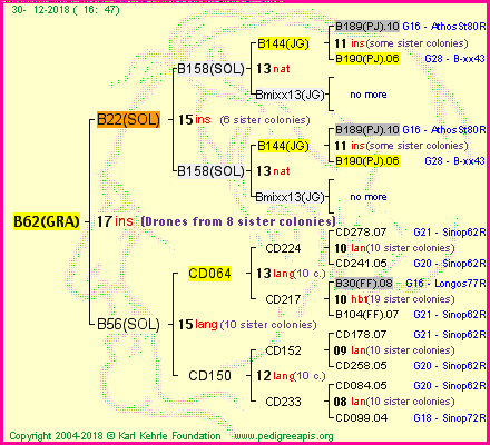 Pedigree of B62(GRA) :
four generations presented<br />it's temporarily unavailable, sorry!