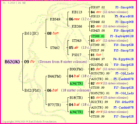 Pedigree of B62(JK) :
four generations presented