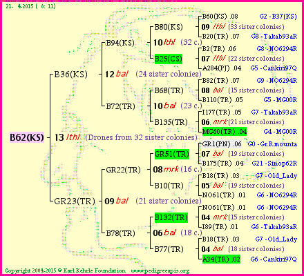 Pedigree of B62(KS) :
four generations presented