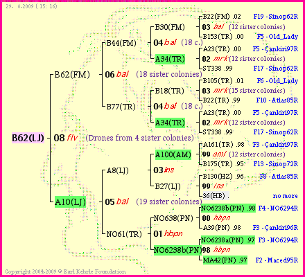 Pedigree of B62(LJ) :
four generations presented