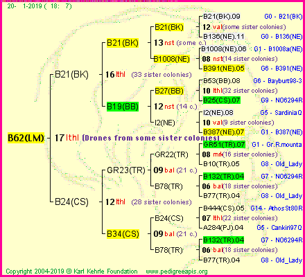 Pedigree of B62(LM) :
four generations presented<br />it's temporarily unavailable, sorry!