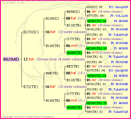 Pedigree of B62(ME) :
four generations presented