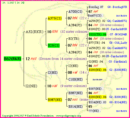 Pedigree of B62(RKR) :
four generations presented