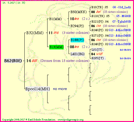 Pedigree of B62(ROE) :
four generations presented