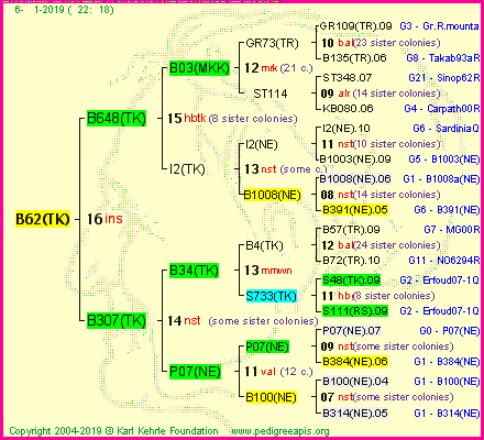 Pedigree of B62(TK) :
four generations presented<br />it's temporarily unavailable, sorry!