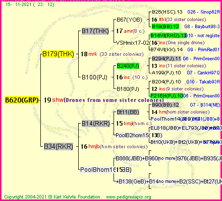 Pedigree of B620(GRP) :
four generations presented
it's temporarily unavailable, sorry!