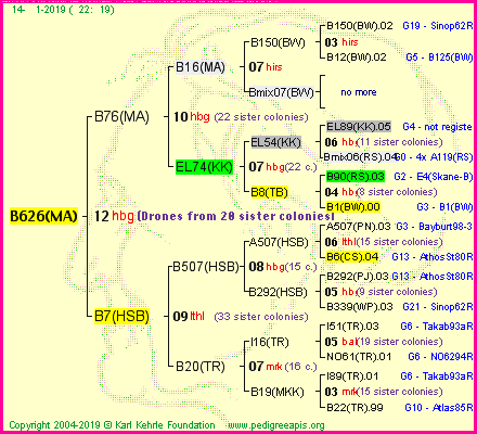 Pedigree of B626(MA) :
four generations presented<br />it's temporarily unavailable, sorry!