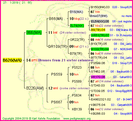 Pedigree of B626(MA) :
four generations presented
it's temporarily unavailable, sorry!