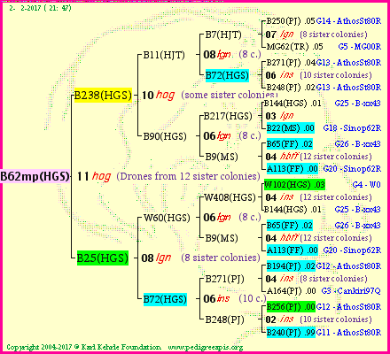 Pedigree of B62mp(HGS) :
four generations presented