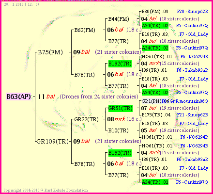 Pedigree of B63(AP) :
four generations presented