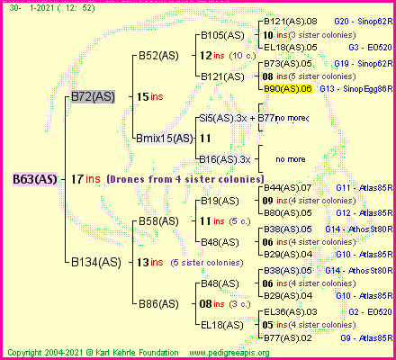 Pedigree of B63(AS) :
four generations presented
it's temporarily unavailable, sorry!