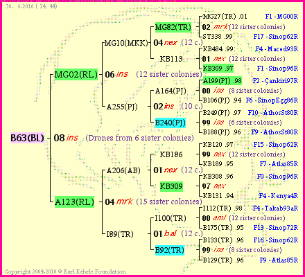 Pedigree of B63(BL) :
four generations presented