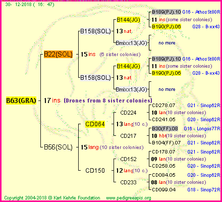 Pedigree of B63(GRA) :
four generations presented<br />it's temporarily unavailable, sorry!