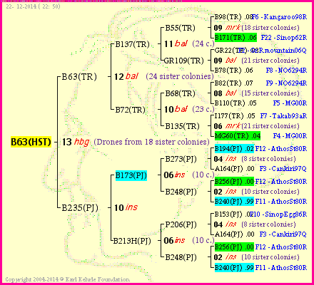 Pedigree of B63(HST) :
four generations presented