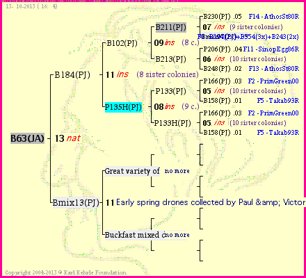 Pedigree of B63(JA) :
four generations presented