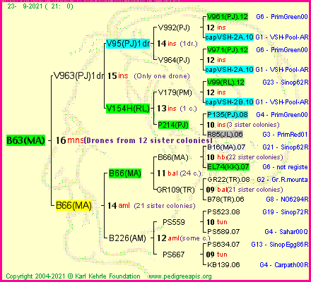 Pedigree of B63(MA) :
four generations presented
it's temporarily unavailable, sorry!