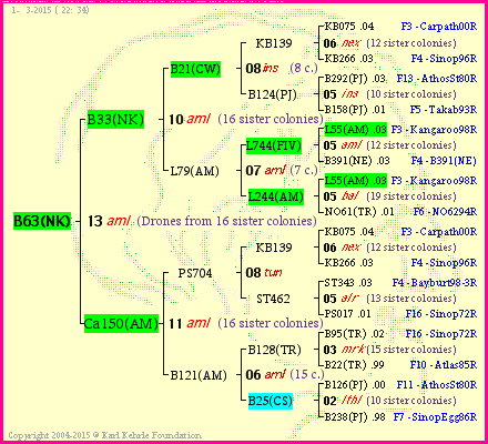 Pedigree of B63(NK) :
four generations presented