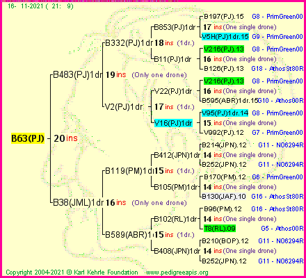 Pedigree of B63(PJ) :
four generations presented
it's temporarily unavailable, sorry!