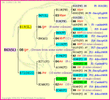 Pedigree of B63(SL) :
four generations presented