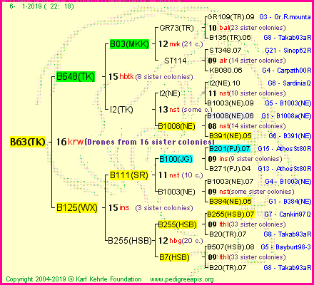 Pedigree of B63(TK) :
four generations presented<br />it's temporarily unavailable, sorry!