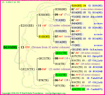 Pedigree of B630(BB) :
four generations presented