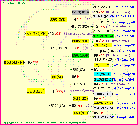 Pedigree of B636(JPN) :
four generations presented