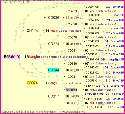 Pedigree of B636(LD) :
four generations presented<br />it's temporarily unavailable, sorry!