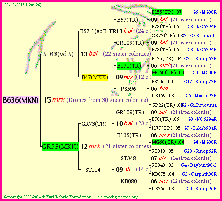 Pedigree of B636(MKN) :
four generations presented