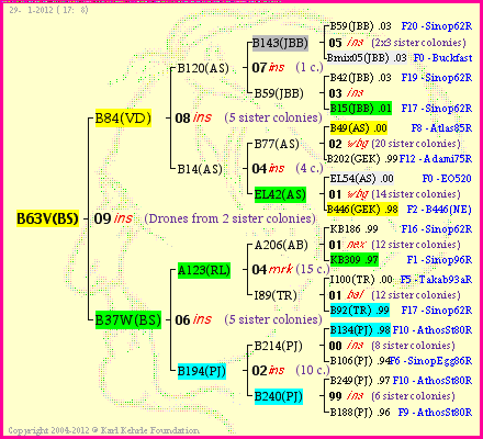 Pedigree of B63V(BS) :
four generations presented