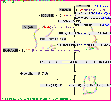 Pedigree of B64(AKB) :
four generations presented
it's temporarily unavailable, sorry!