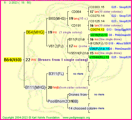 Pedigree of B64(ASO) :
four generations presented
it's temporarily unavailable, sorry!