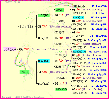 Pedigree of B64(BB) :
four generations presented