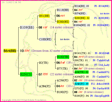 Pedigree of B64(BB) :
four generations presented