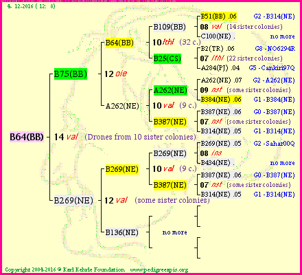 Pedigree of B64(BB) :
four generations presented