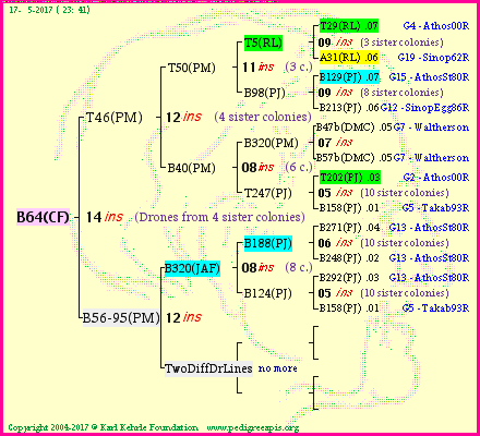 Pedigree of B64(CF) :
four generations presented