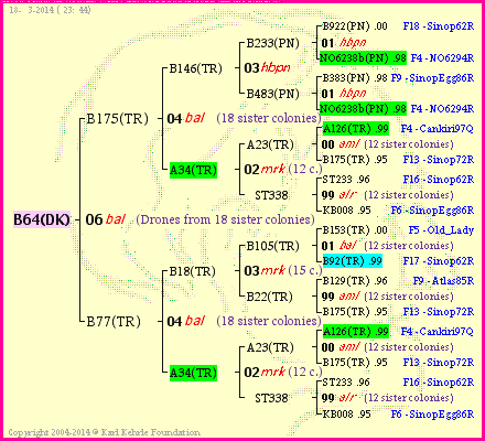 Pedigree of B64(DK) :
four generations presented