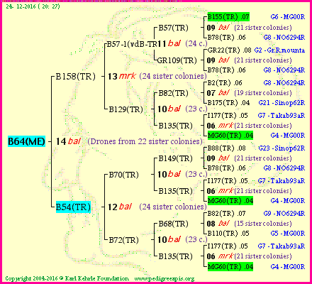 Pedigree of B64(ME) :
four generations presented